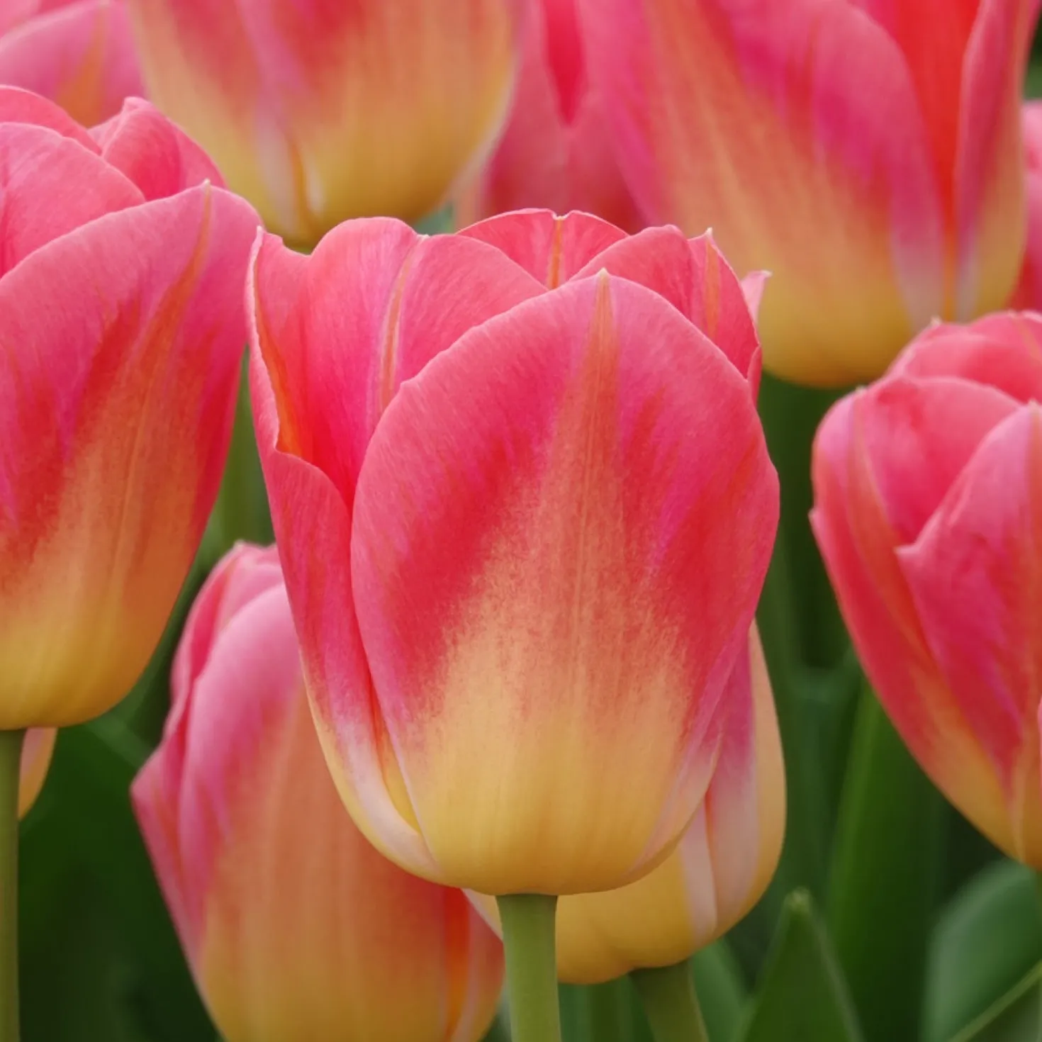 Triumph-Tulpen Tom Pouce - Zweifarbig und duftend