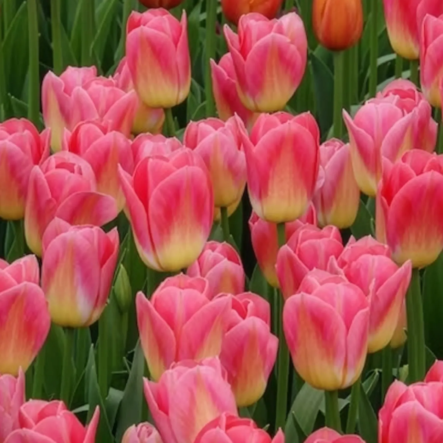 Triumph-Tulpen Tom Pouce - Zweifarbig und duftend