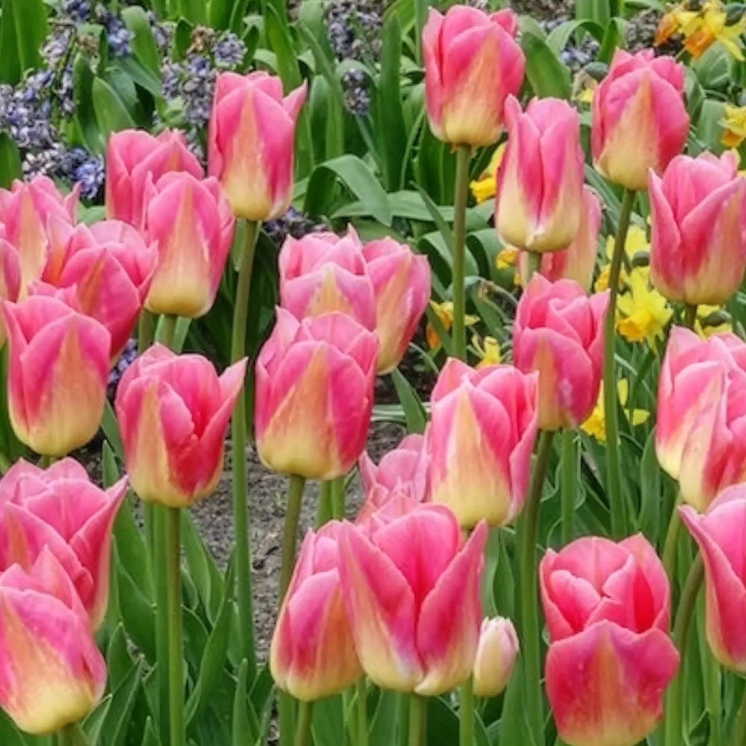 Triumph-Tulpen Tom Pouce - Zweifarbig und duftend