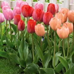 Triumph-Tulpen ‘Van Eijk’ Mix (x25) - Farbenfrohe Tulpen im Frühling