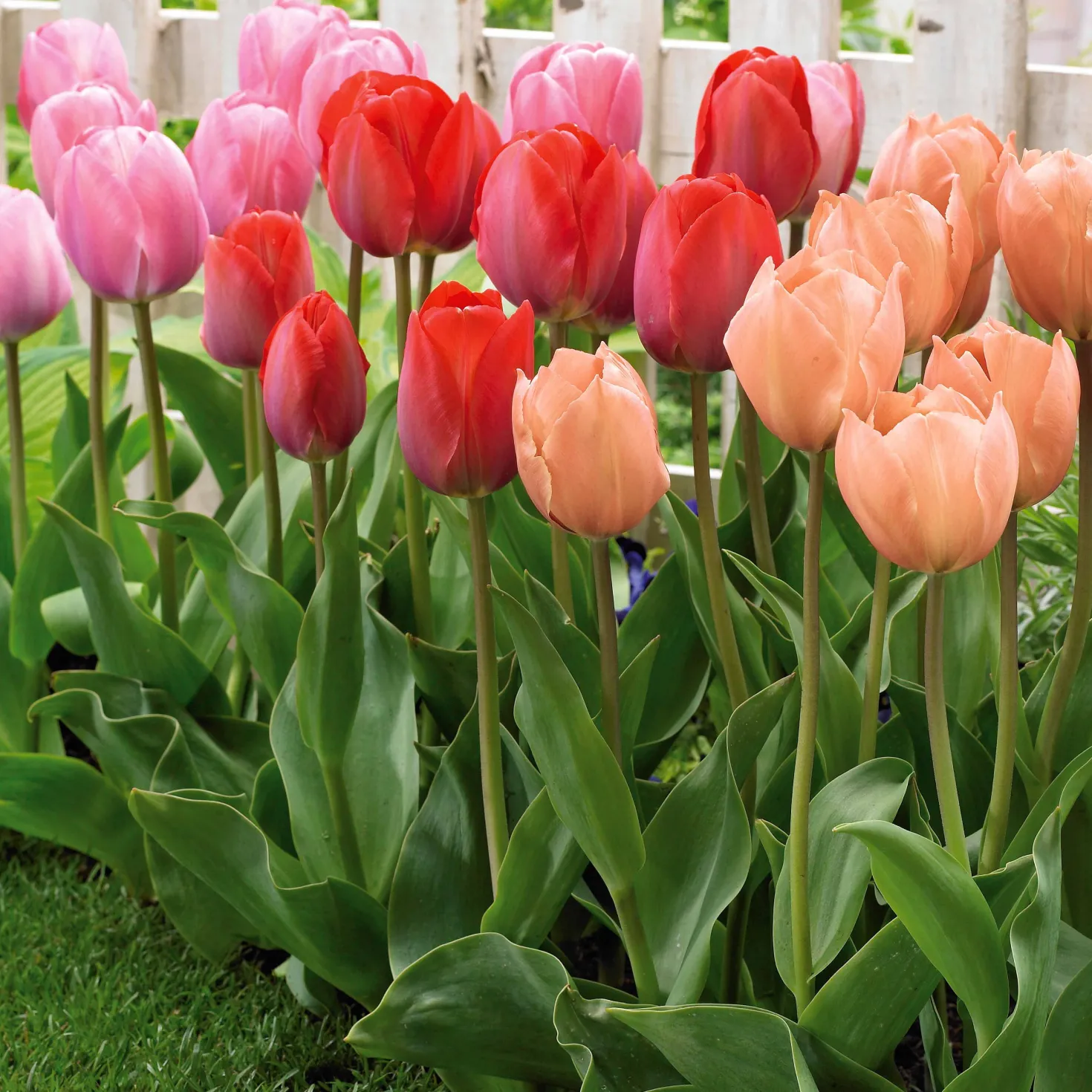 Triumph-Tulpen ‘Van Eijk’ Mix (x25) - Farbenfrohe Tulpen im Frühling