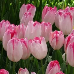 Triumph Tulpe 'Supri Erotic' (x10) - Rosa Blüten für die Vase
