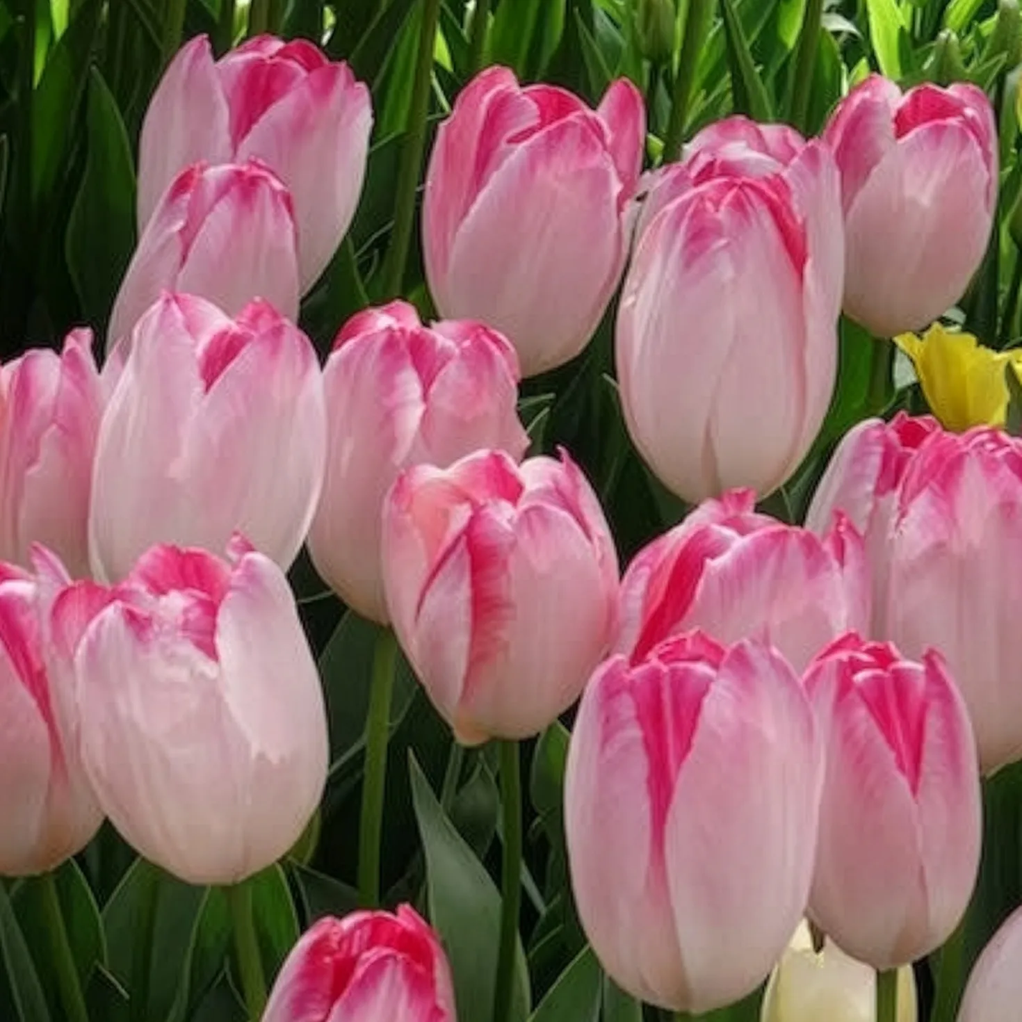 Triumph Tulpe 'Supri Erotic' (x10) - Rosa Blüten für die Vase