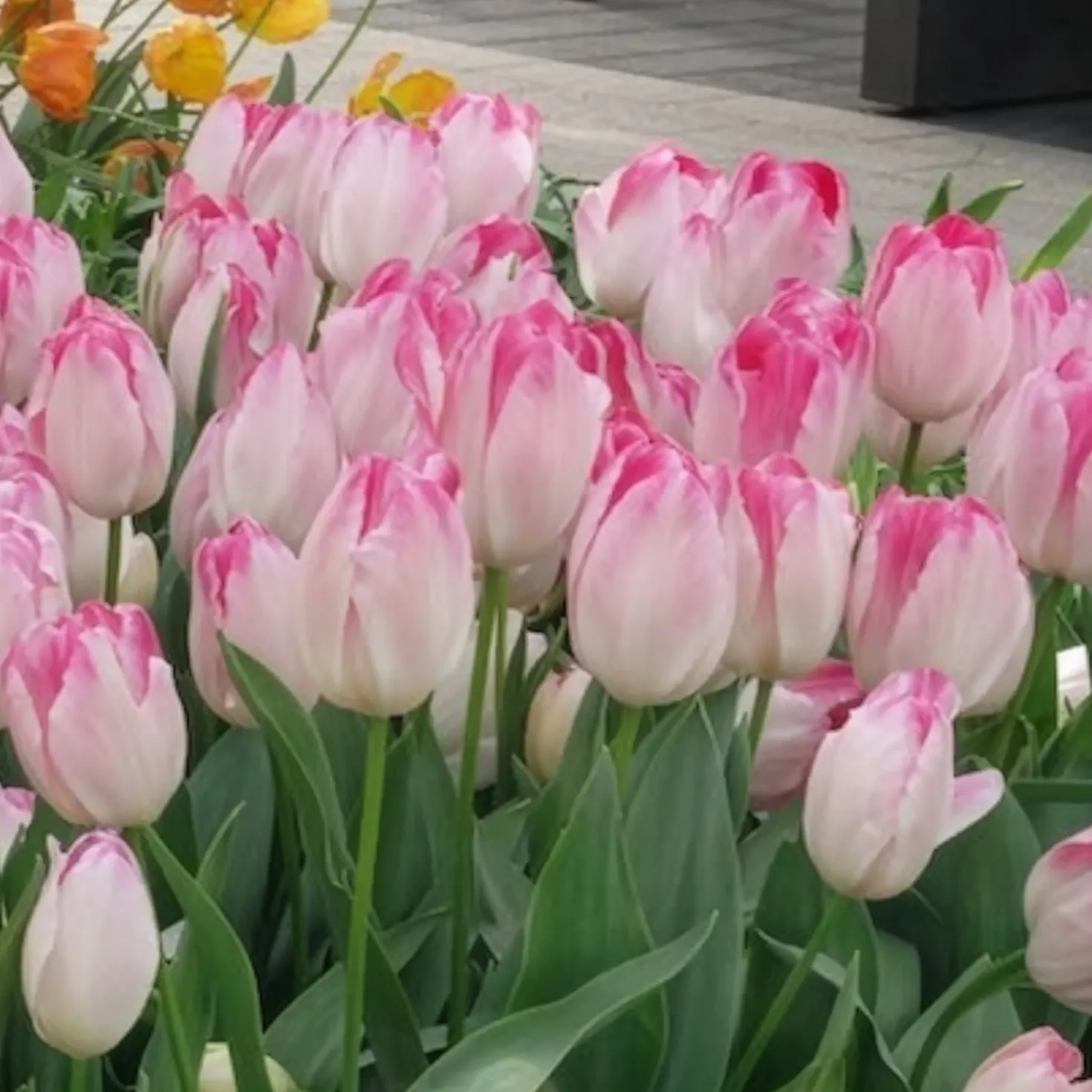 Triumph Tulpe 'Supri Erotic' (x10) - Rosa Blüten für die Vase