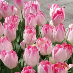 Triumph Tulpe 'Supri Erotic' (x10) - Rosa Blüten für die Vase