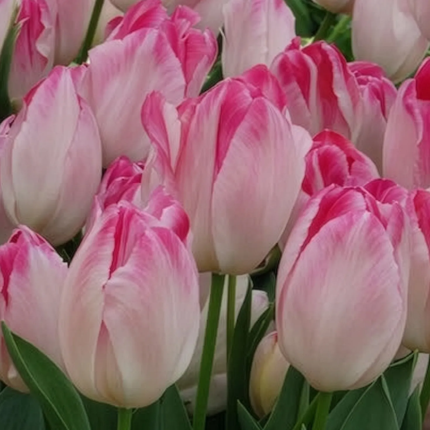 Triumph Tulpe 'Supri Erotic' (x10) - Rosa Blüten für die Vase