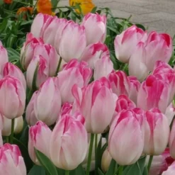 Triumph Tulpe 'Supri Erotic' (x10) - Rosa Blüten für die Vase