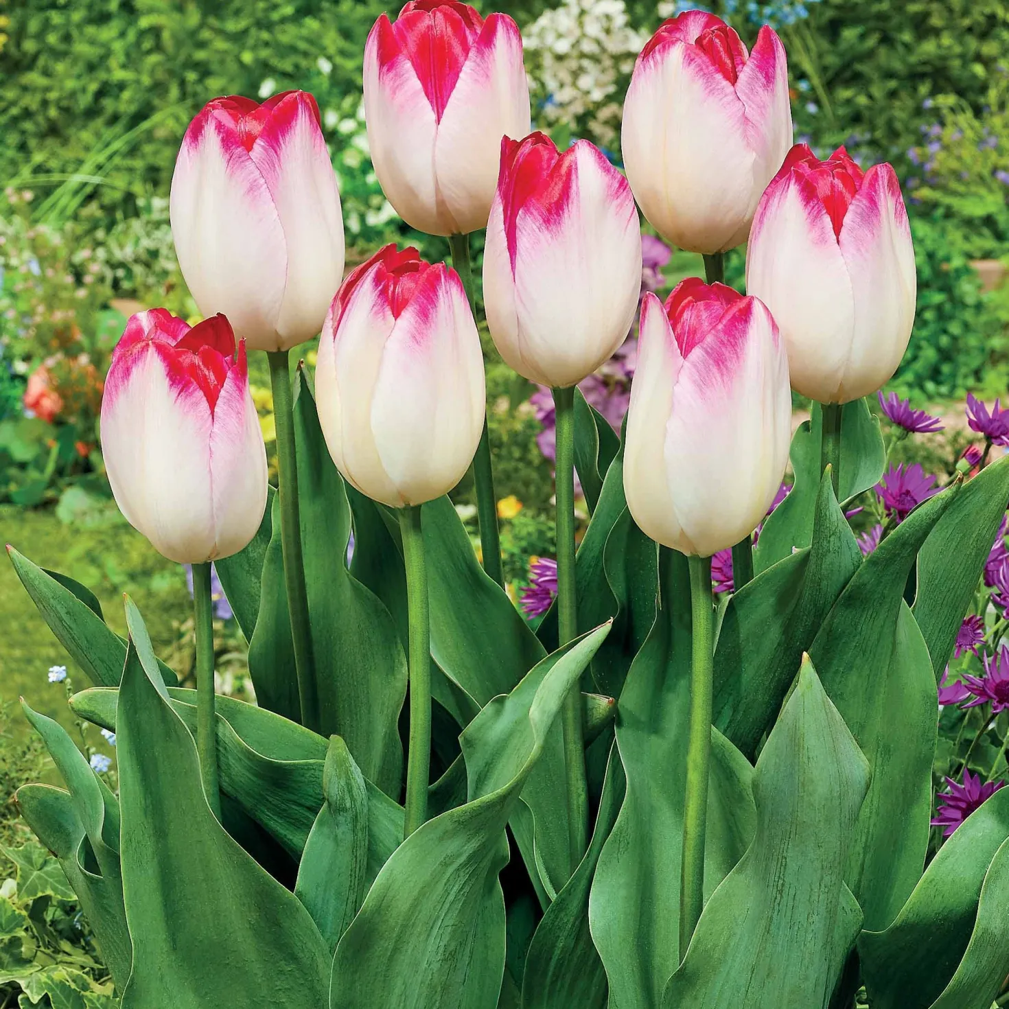 Triumph Tulpe 'Supri Erotic' (x10) - Rosa Blüten für die Vase
