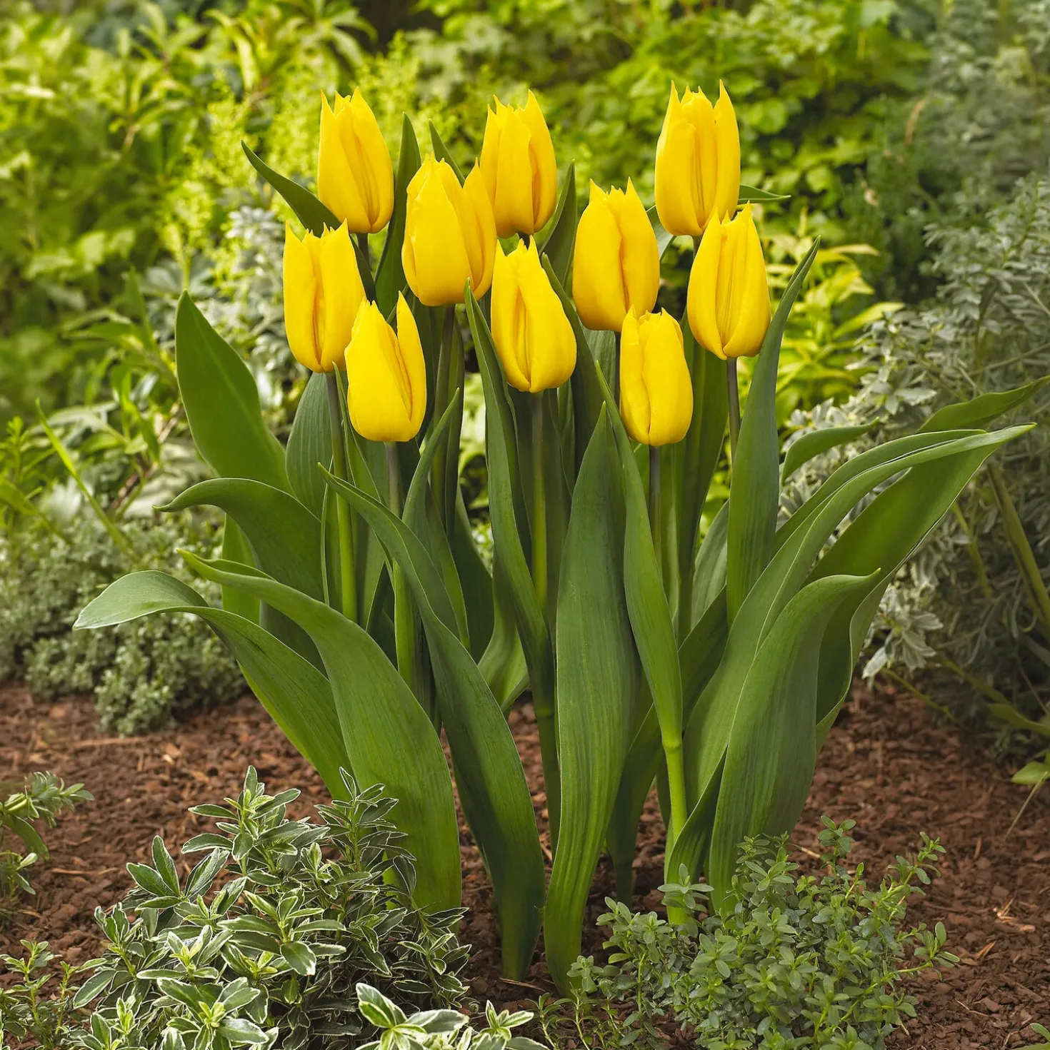 Triumph-Tulpe Yokohama - Sonnengelb im Frühlingsbeet
