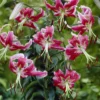 Türkenbundlilie 'Black Beauty' - Dunkle Blüten, große Wirkung
