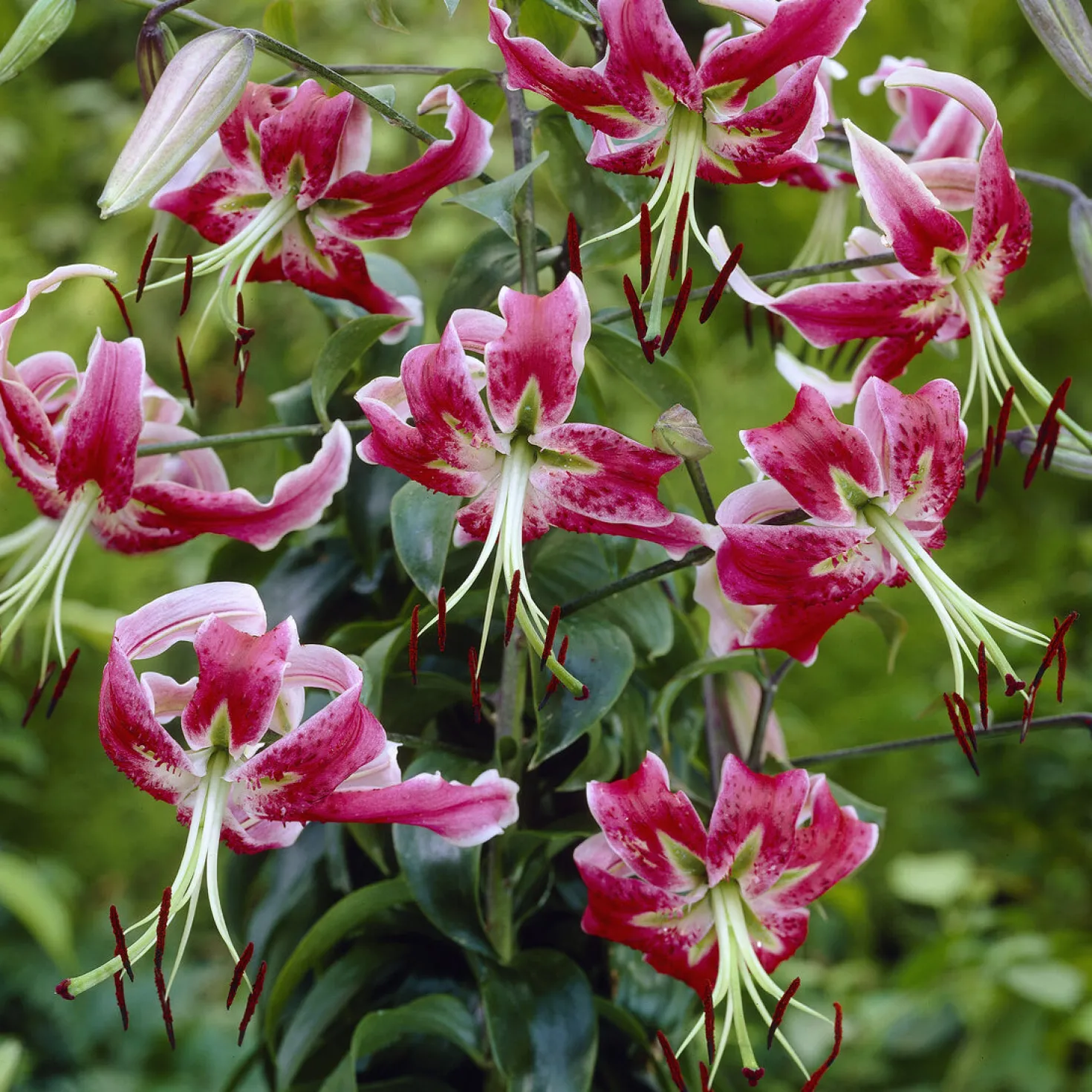 Türkenbundlilie 'Black Beauty' - Dunkle Blüten, große Wirkung