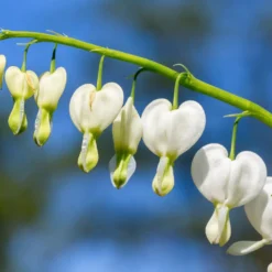 Tränendes Herz ‘Alba’ - Weiße Herzen im Schatten