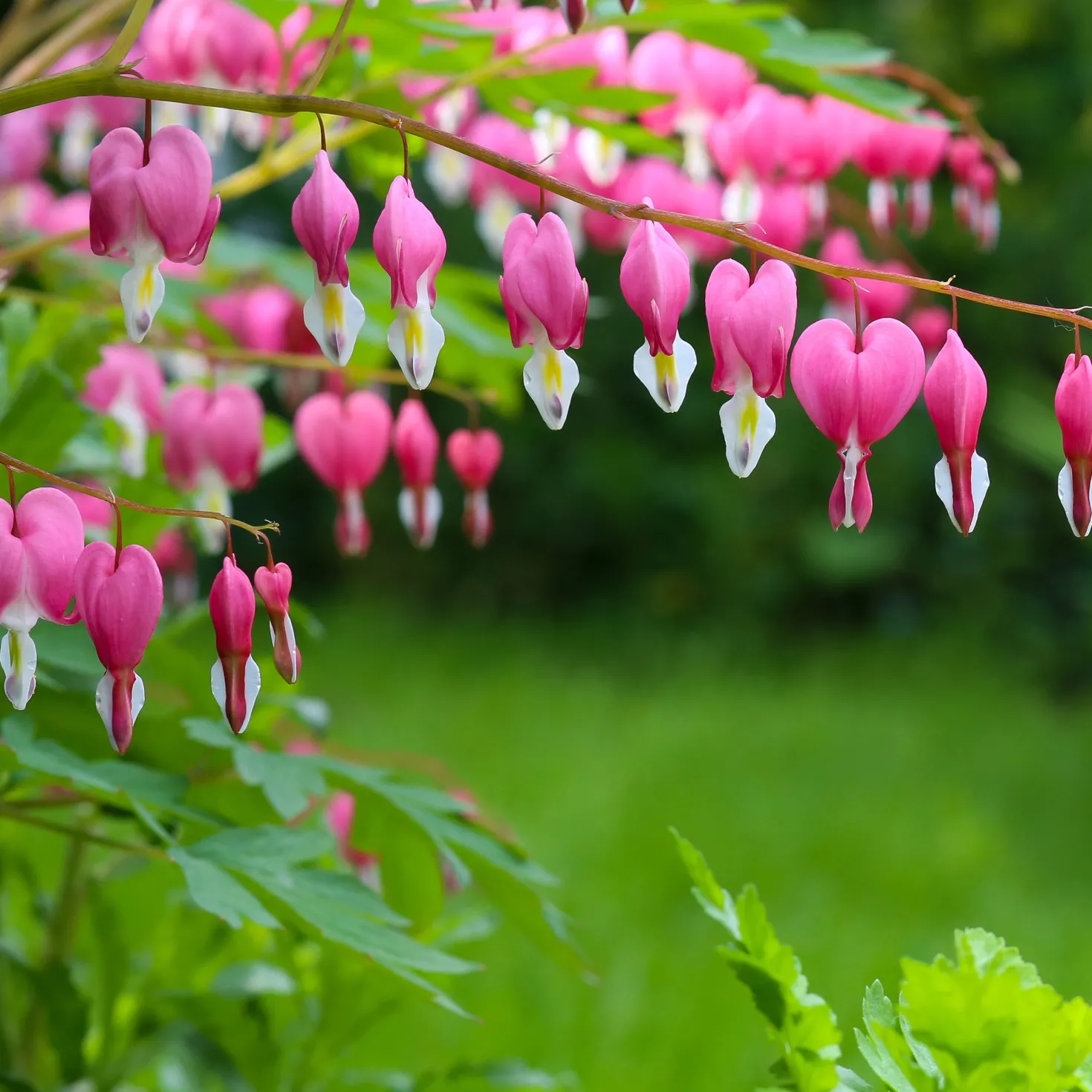 Tränendes Herz - Herzblüten, die verzaubern
