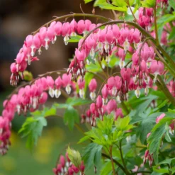 Tränendes Herz - Herzblüten, die verzaubern