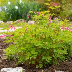 Tränendes Herz - Herzblüten, die verzaubern