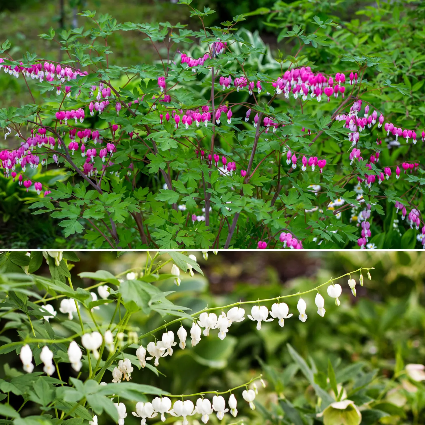 Tränendes Herz Mischung (3 rosa + 1 weiß) (x4) - Herzblüten wie gemalt