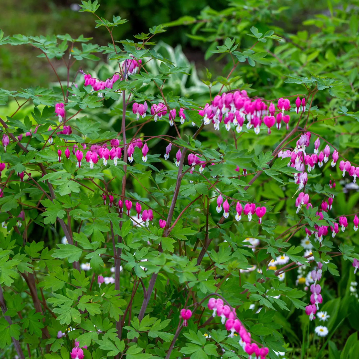 Tränendes Herz Mischung (3 rosa + 1 weiß) (x4) - Herzblüten wie gemalt