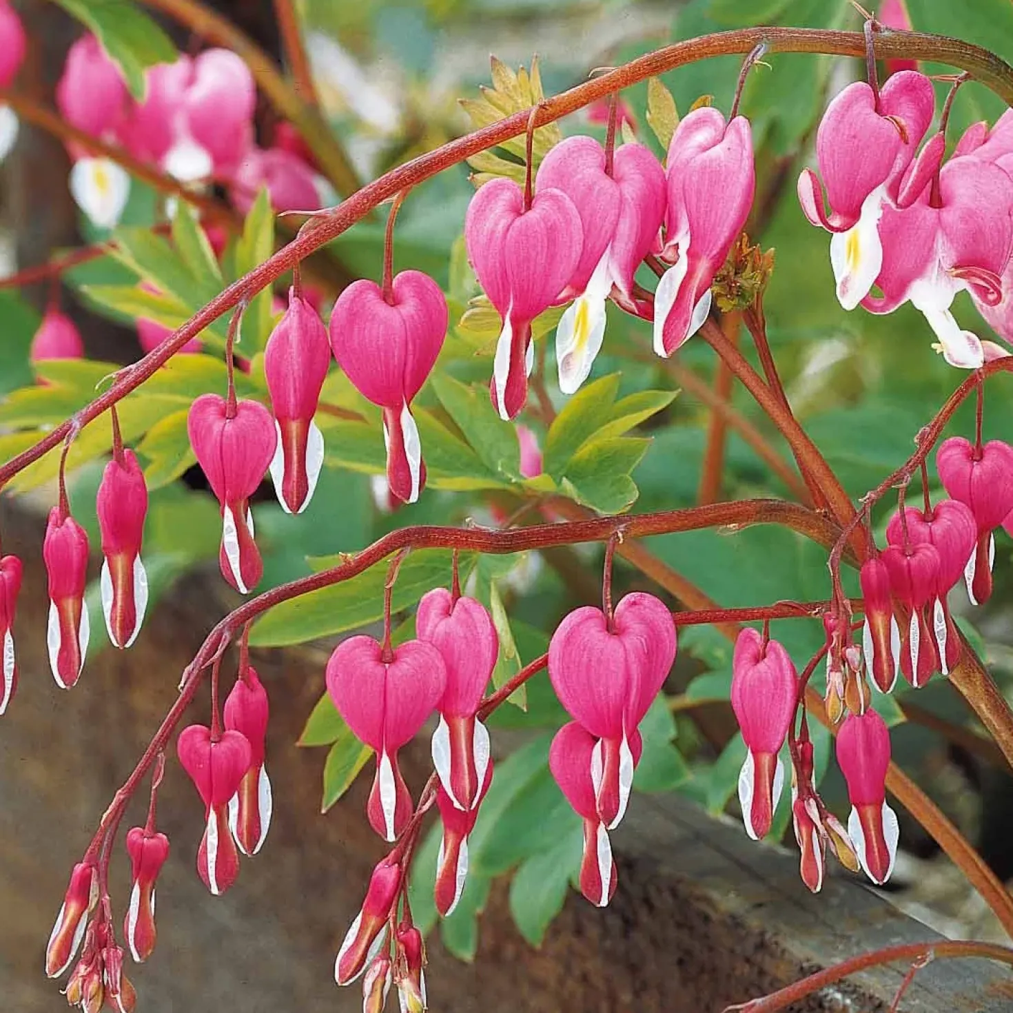 Tränendes Herz Mischung (3 rosa + 1 weiß) (x4) - Herzblüten wie gemalt