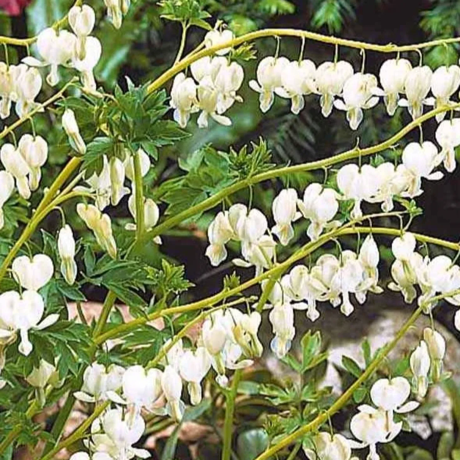 Tränendes Herz Mischung (3 rosa + 1 weiß) (x4) - Herzblüten wie gemalt