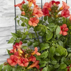 Trompetenblume 'Fire Trumpet' - Feuriges Blütenmeer im Sommer