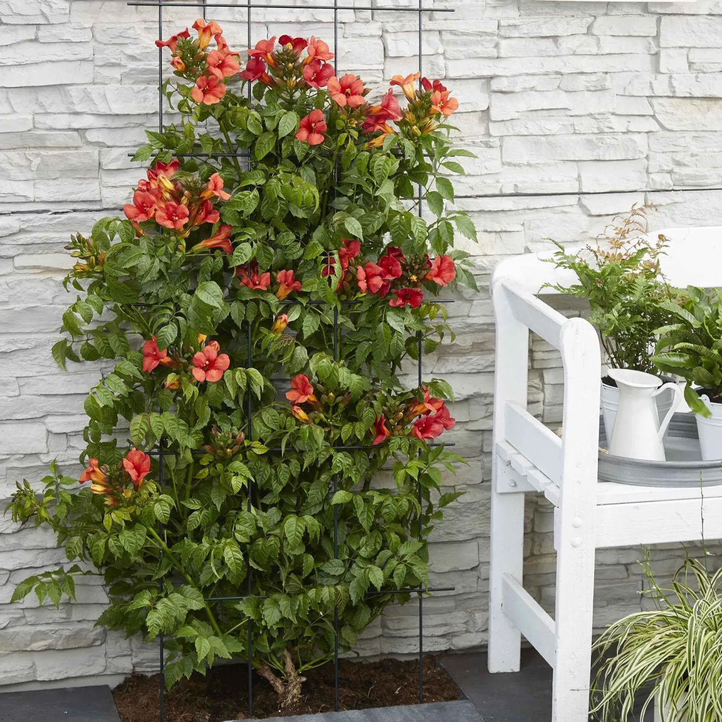 Trompetenblume 'Fire Trumpet' - Feuriges Blütenmeer im Sommer