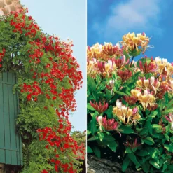 Trompetenblume & Geißblatt Kollektion - Duo der blühenden Kletterpflanzen