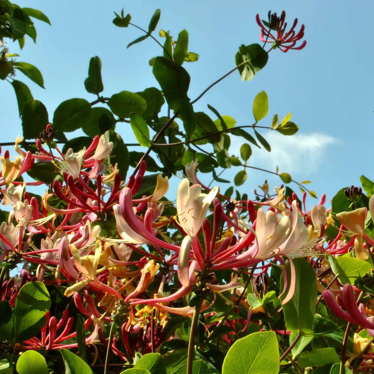 Trompetenblume & Geißblatt Kollektion - Duo der blühenden Kletterpflanzen