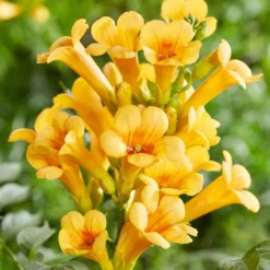 Trompetenblume 'Gold Trumpet' - Goldene Blüten den ganzen Sommer