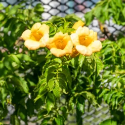 Trompetenblume 'Gold Trumpet' - Goldene Blüten den ganzen Sommer