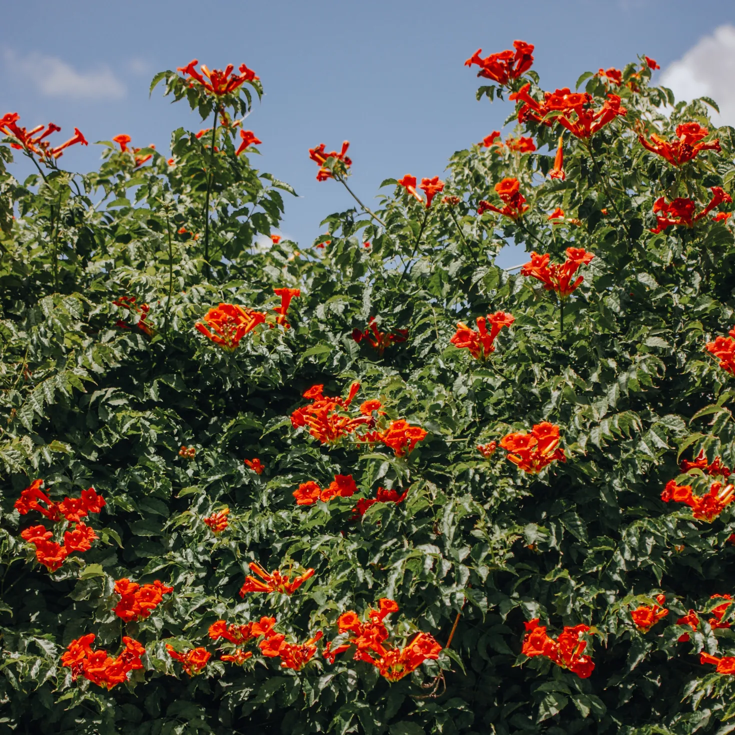 Trompetenblume Stromboli - Feuriges Blütenmeer im Nu