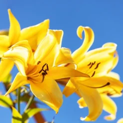 Trompeten Lilien Golden Splendour (x3) - Goldener Duft im Sommer