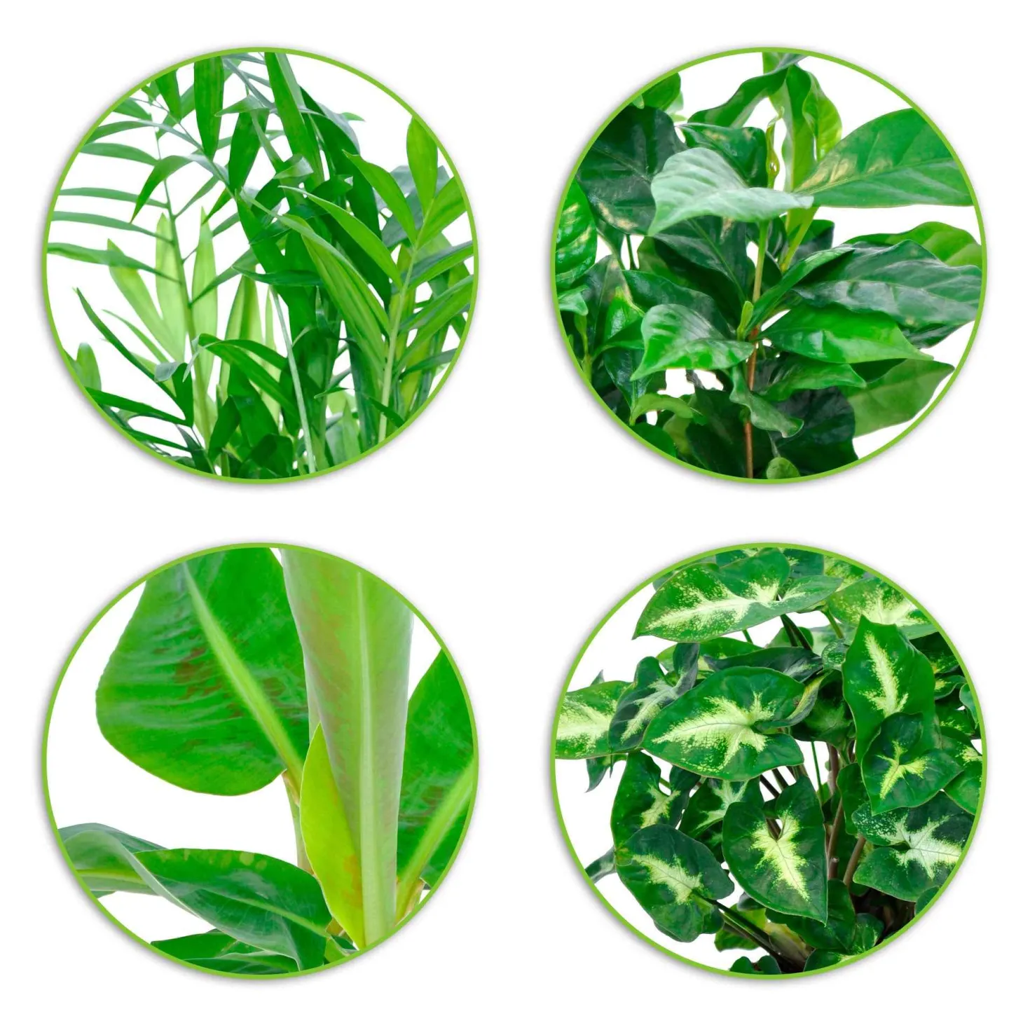 Tropische Zimmerpflanzen-Kollektion (x4) - Dschungel-Feeling sofort daheim