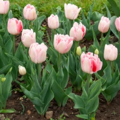Tulpe Angelique (x10) - Voll wie eine Pfingstrose