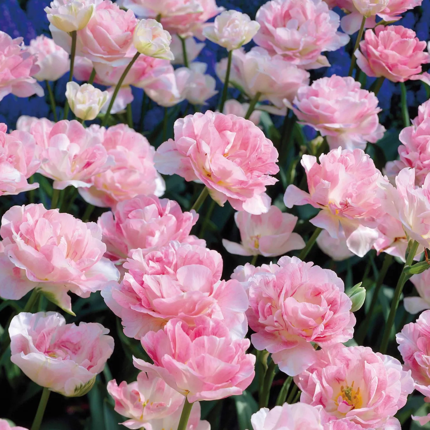 Tulpe Angelique (x10) - Voll wie eine Pfingstrose
