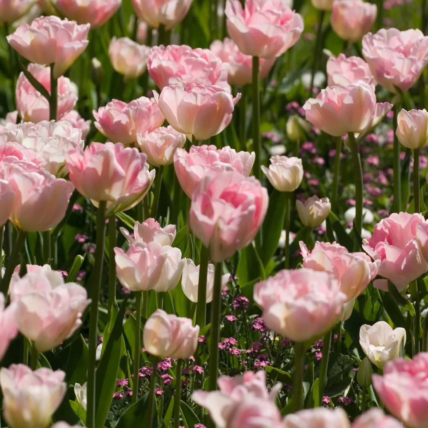 Tulpe Angelique (x10) - Voll wie eine Pfingstrose