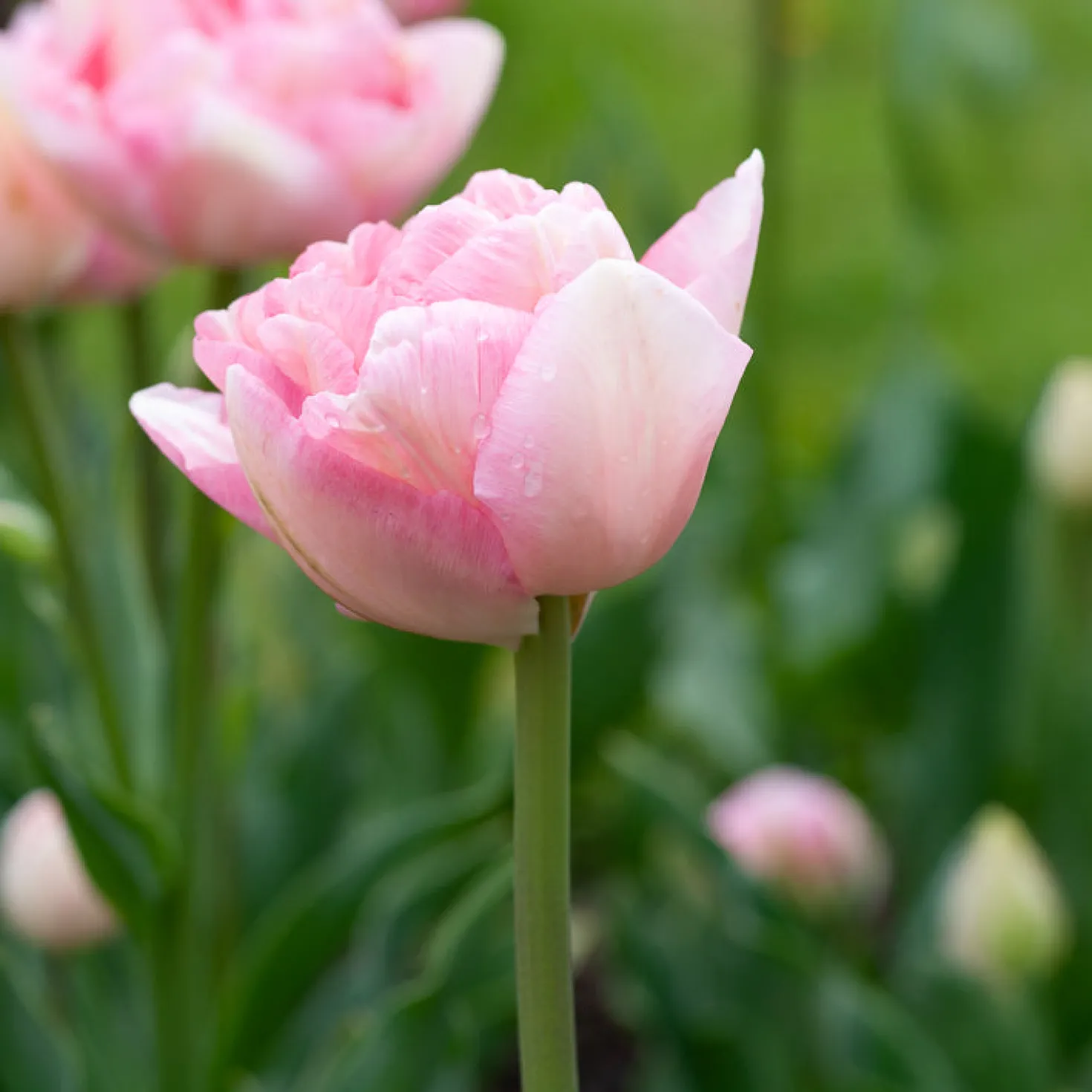 Tulpe Angelique (x10) - Voll wie eine Pfingstrose