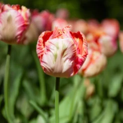 Tulpe Apricot Parrot - Aprikosenzauber im Beet