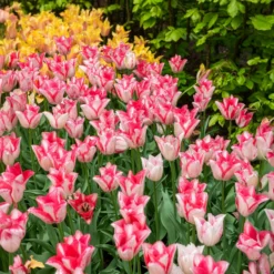 Tulpe ‘Beauty Trend’ (x10) - Zweifarbig, schlicht schön