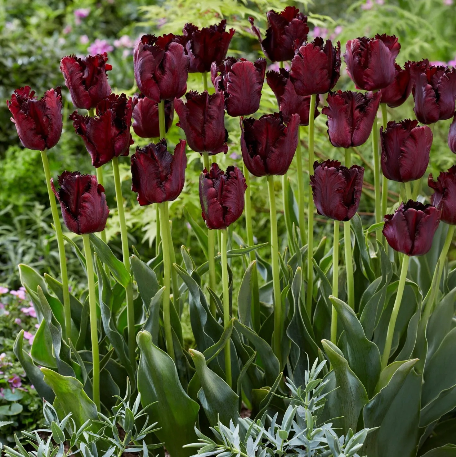 Tulpe Black Parrot - Dramatisch dunkle Blüten