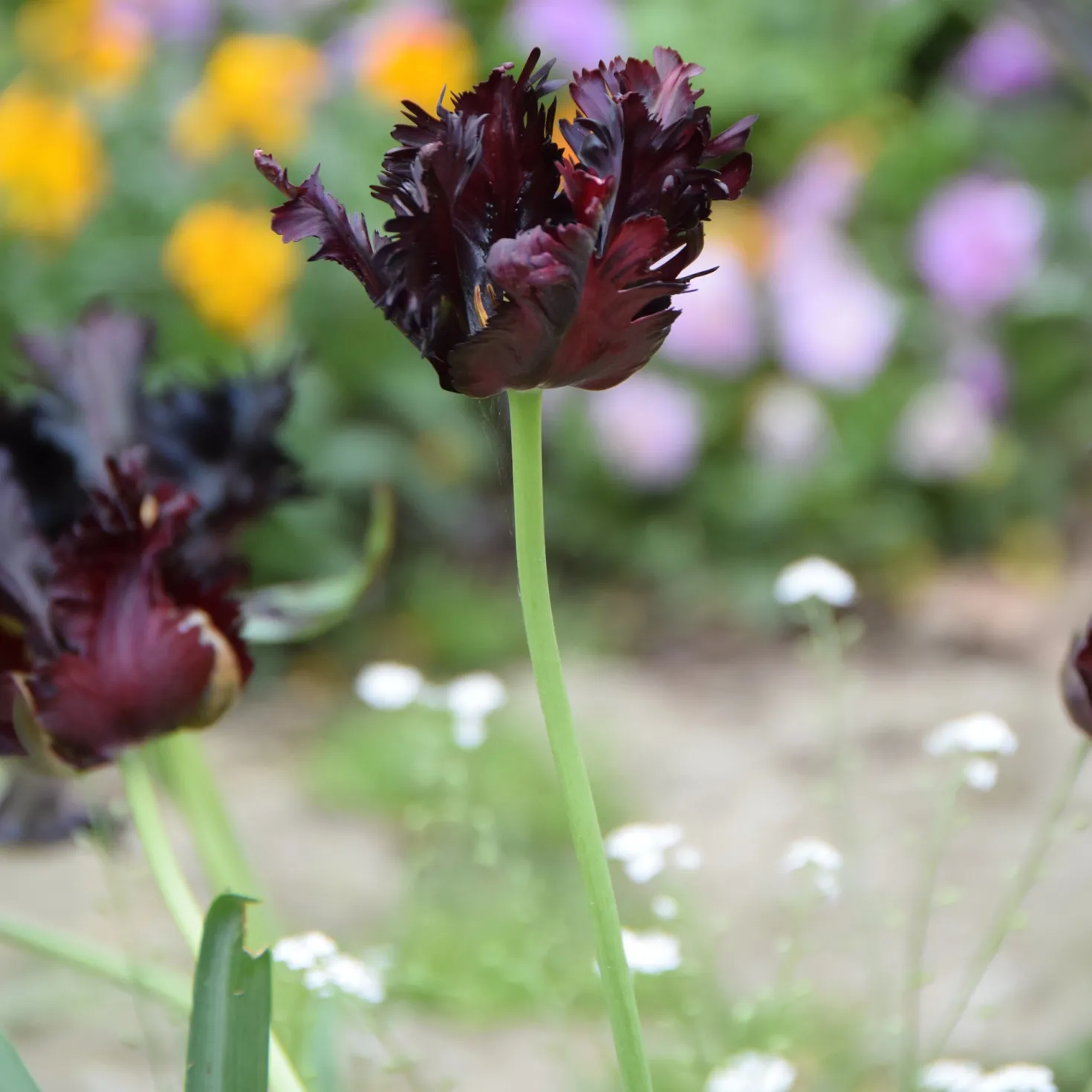 Tulpe Black Parrot - Dramatisch dunkle Blüten