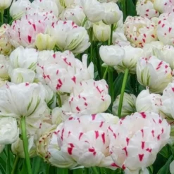 Tulpe 'Dance Line' gefüllt (x7) - Volle Blüten wie Pfingstrosen