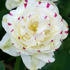 Tulpe 'Dance Line' gefüllt (x7) - Volle Blüten wie Pfingstrosen
