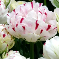 Tulpe 'Dance Line' gefüllt (x7) - Volle Blüten wie Pfingstrosen