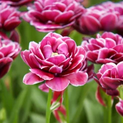 Tulpe Dream Touch (x7) - Doppelt gefüllt, voller Zauber