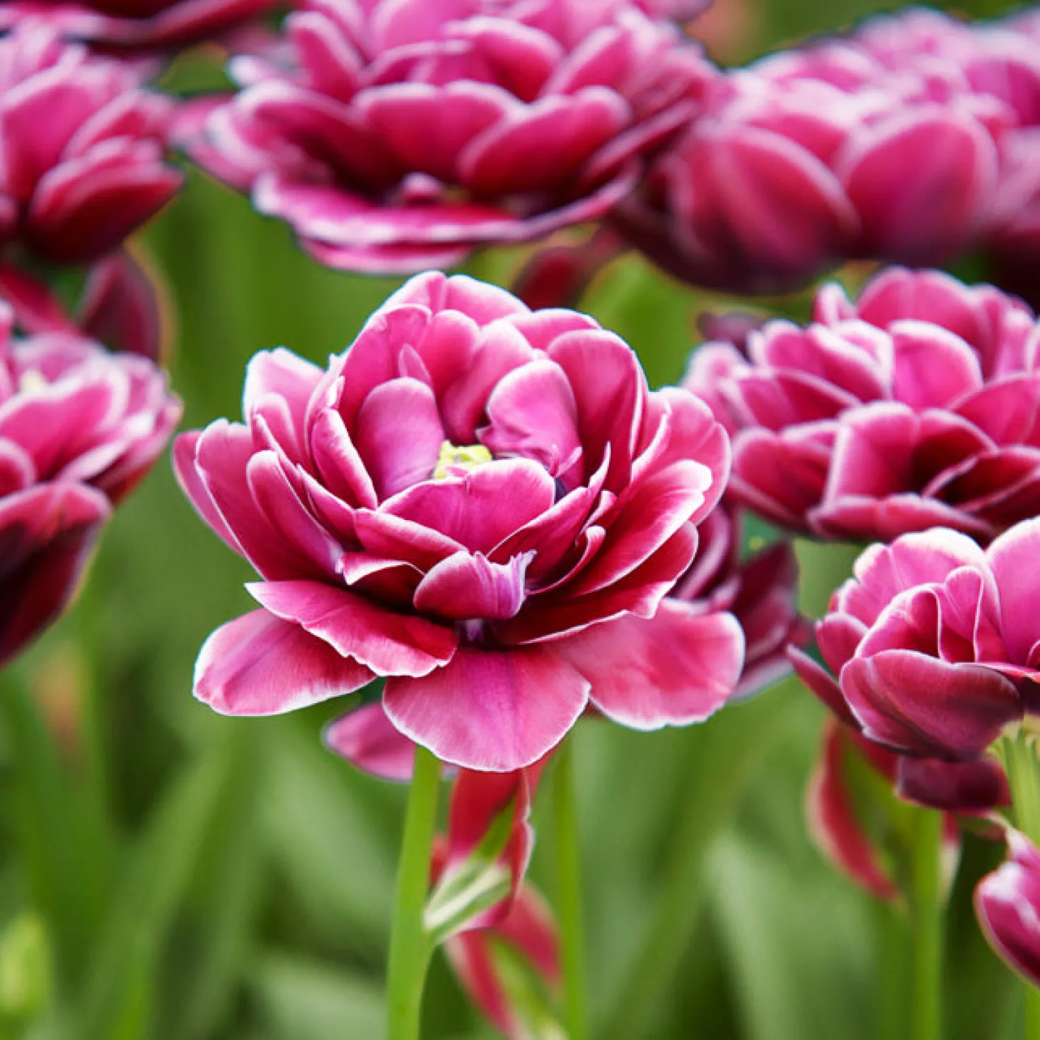 Tulpe Dream Touch (x7) - Doppelt gefüllt, voller Zauber
