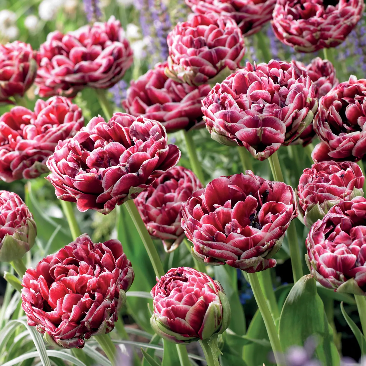 Tulpe Dream Touch (x7) - Doppelt gefüllt, voller Zauber