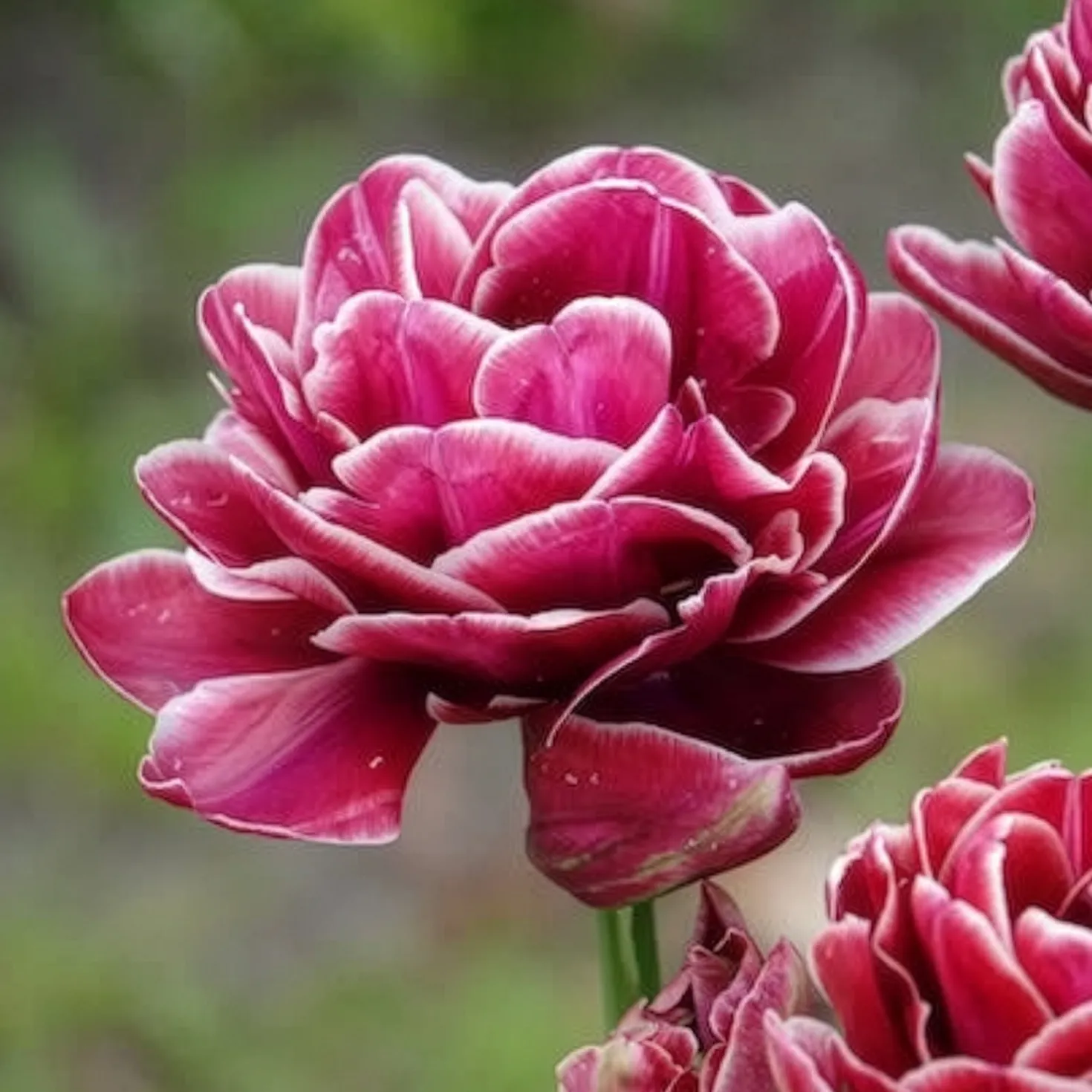 Tulpe Dream Touch (x7) - Doppelt gefüllt, voller Zauber