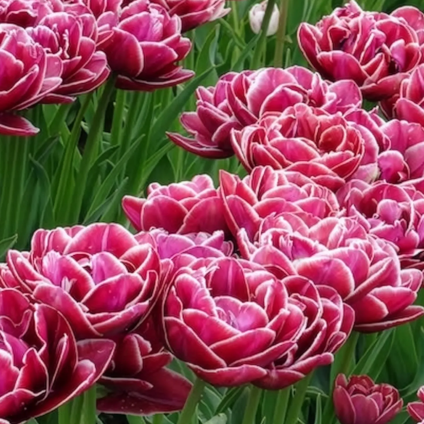 Tulpe Dream Touch (x7) - Doppelt gefüllt, voller Zauber