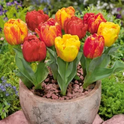Tulpe Flaming Baby - Zwerg-Tulpe mit Flammen-Look