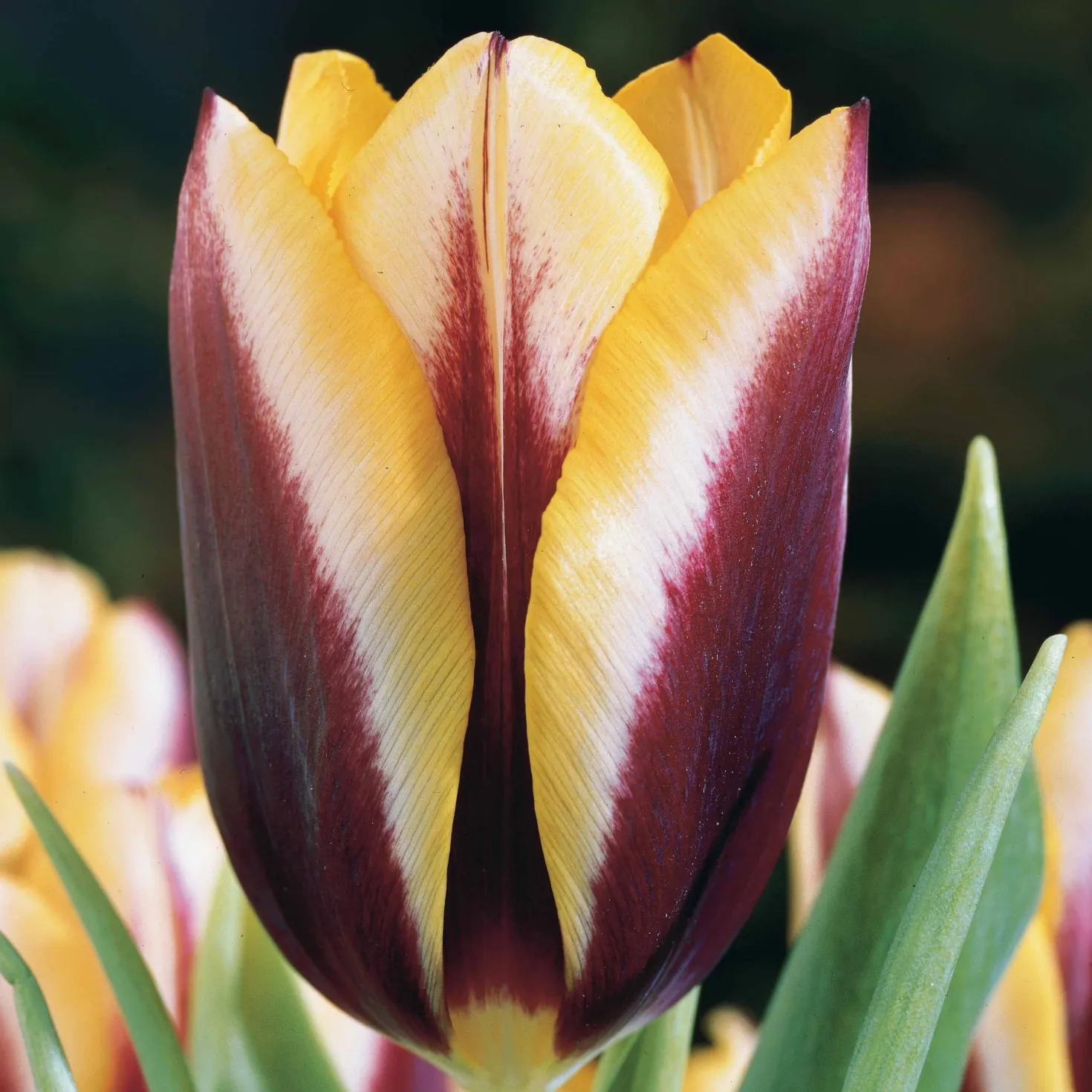 Tulpe 'Gavota' (x10) - Zwei Farben, ein Wow-Effekt